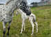 2025 Appaloosa x Andalucian (Spanish spotted saddle horse) colt foal
