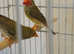 Pair of Australian Star Finch £75 ono.