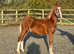 Beautiful registered sec c colt