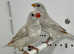 2 Silver Diamond Firetail Finches For Sale