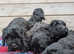 Beautiful Cockapoo Puppies