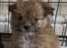pomchi puppies