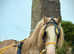 Gypsy cob