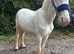 Cob cross Clydesdale