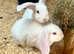 2 males left Baby New Zealand Mini Lop