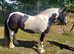 KitKat, 5 year old Ride & Drive Mare