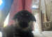 4 beautiful German shepherd puppies