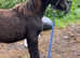 Black filly foal to make 15+