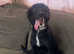 greyhound cross bedlington terrier
