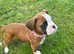 Last Kc Boxer Bitch Puppy Massively Reduced