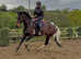 Stunning Coloured Gelding - loves to please!