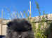 Pomeranian boy for sale