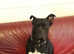 Rehoming Female Cane Corso