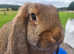 Baby Agouti German Lop Doe