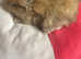 A litter of lion lops and 1 Himalayan lion head
