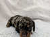 READY IN 4 WEEKS!!! Miniature dachshund puppies