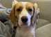 3year old female lemon beagle dog