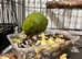 Baby green Indian ringnick parrot