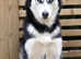 siberian huskys