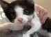 Kitten