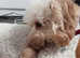 Adorable Pedigree Miniature Poodle Puppy Seeking Loving Home!