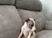 Ready now Gorgeous whippet puppies