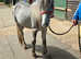 Lovely filly 2yrs