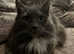 Stunning nebelung female cat