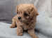 3 absolutely adorable chipoo puppies ready for a new home (Last girl left) 10 weeks old