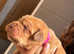 Dogue de bordeaux show quality puppies