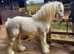 Mini Cob for sale