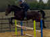 Gentle family horse/mother daughter share 15.2hh gelding