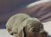 Stunning KC Miniature Dachshunds PRA clear