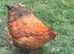 1 Beautiful Orpington Hen