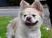 French bulldog EA husky full fluffy carrying pink