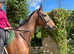 Stunning 16.2hh 10 year old Bay gelding