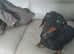 Rehoming 2 year old mini Dachshund black and tan girl