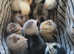 Chicks - Pekin Bantam day old