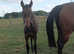 Handsome yearling colt to make 16hh