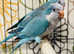 Beautiful Blue Quaker talking parrot