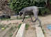 This butifull Great Dane boy is looking for his forever home