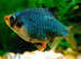 Tiger/ Albino/ Green Barbs