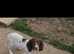 Male springer spaniel