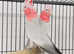 Very beautiful young Gallaa parrot