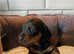 Miniature dachshund puppies