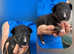 Outstanding KC English Bull Terrier puppies