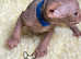 Amazing Pedigree Canadian Sphynx