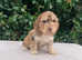 Beautiful cockapoo puppy's