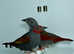 Beautiful pair of Red-winged pytilia finches