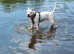 3 year old white stafforsdhire bull terrier/ american bulldog